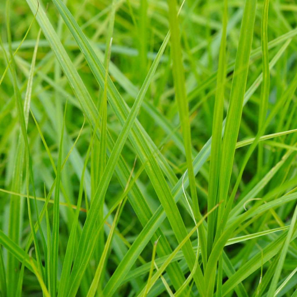 Carex muskingumensis ---